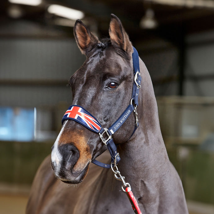 Whitaker Ujhcp Union Jack Padded Headcollar