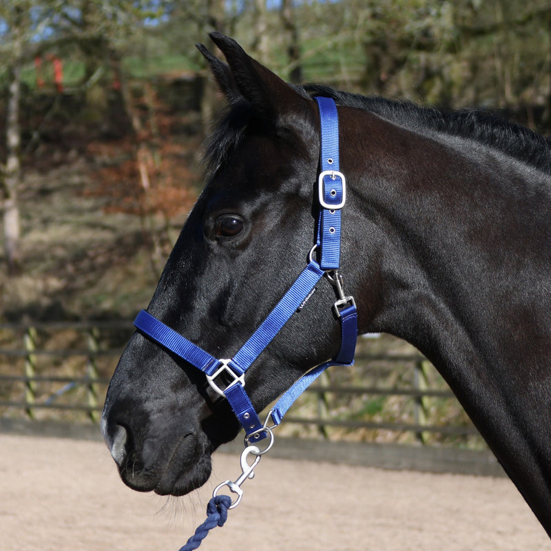 Load image into Gallery viewer, Whitaker Hc172 Pockley Padded Headcollar Royal
