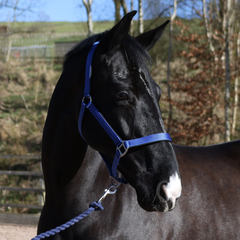 Load image into Gallery viewer, Whitaker Hc172 Pockley Padded Headcollar Royal
