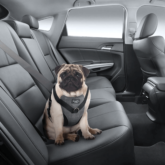 All For Paws Combo Travel Harness
