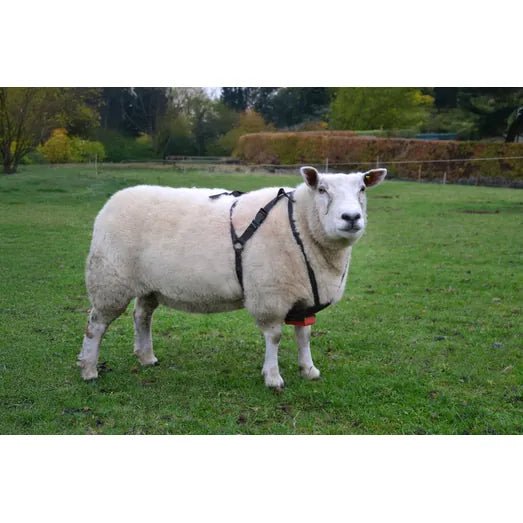 Agrimark Economy Ram Harness Black - Ashurst Equestrian & Country