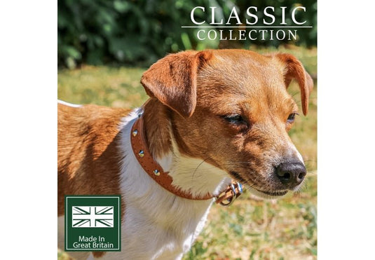 Ancol Stud Collar - Ashurst Equestrian & Country