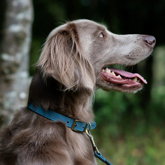Ancol Timberwolf Collar - Ashurst Equestrian & Country