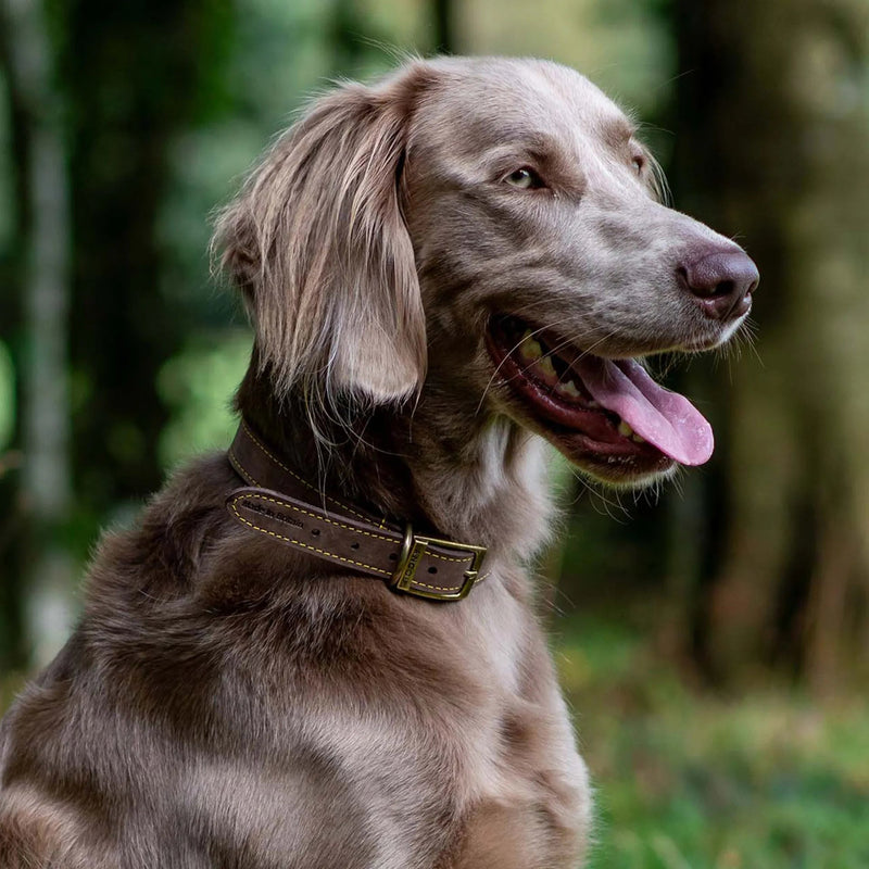 Load image into Gallery viewer, Ancol Timberwolf Collar - Ashurst Equestrian &amp; Country
