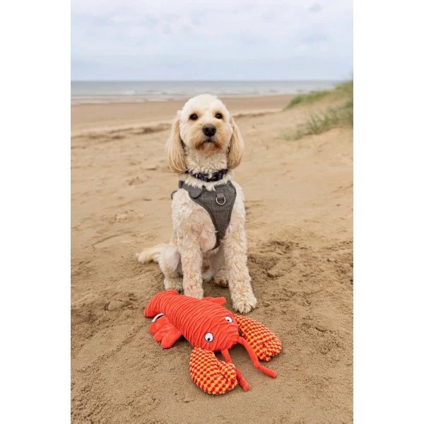 Load image into Gallery viewer, Animal Instincts Sustainables Sea Life Crumpled Lobster - Ashurst Equestrian &amp; Country

