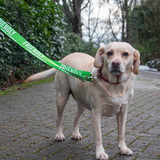 Awareness Training & Safety Dog lead 1.5m 'FRIENDLY' - Ashurst Equestrian & Country