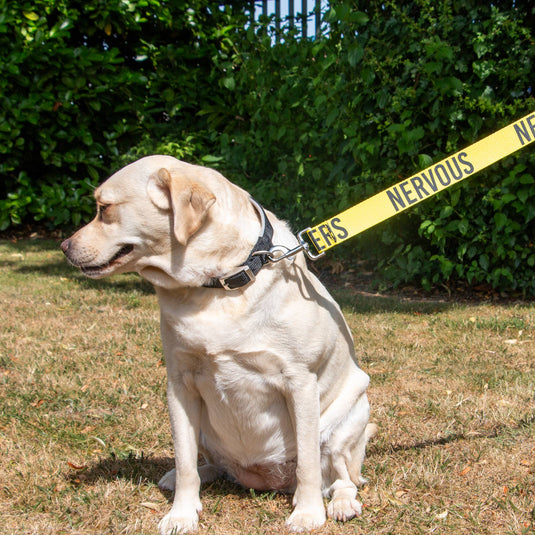 Awareness Training & Safety Dog lead 1.5m 'Hi-Vis NERVOUS' - Ashurst Equestrian & Country