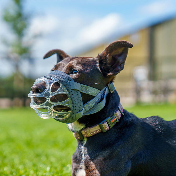 Baskerville Invisa Basket Muzzle - Ashurst Equestrian & Country