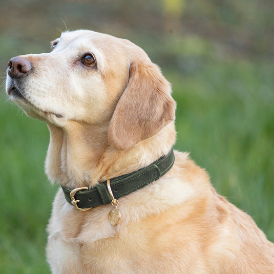 Benji & Flo Noble Suede Dogcollar Green/Gold - Ashurst Equestrian & Country