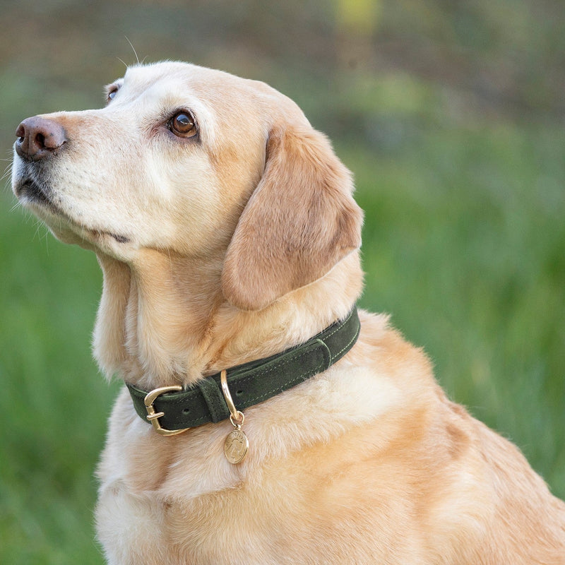 Load image into Gallery viewer, Benji &amp; Flo Noble Suede Dogcollar Green/Gold - Ashurst Equestrian &amp; Country
