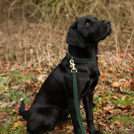 Benji & Flo Noble Suede Doglead Green/Gold - Ashurst Equestrian & Country