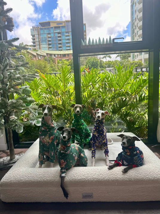 Christmas Jersey Suit - Divine Angels - Ashurst Equestrian & Country