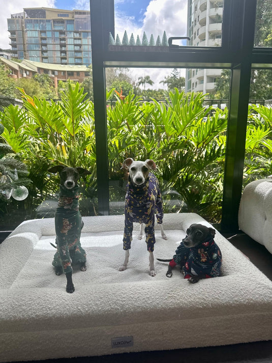 Christmas Jersey Suit - Divine Angels - Ashurst Equestrian & Country