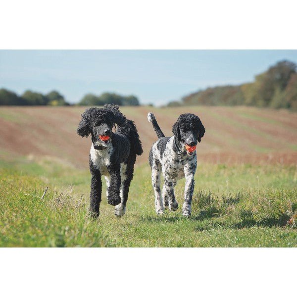 Load image into Gallery viewer, Chuckit! Air Fetch Ball XL - Ashurst Equestrian &amp; Country
