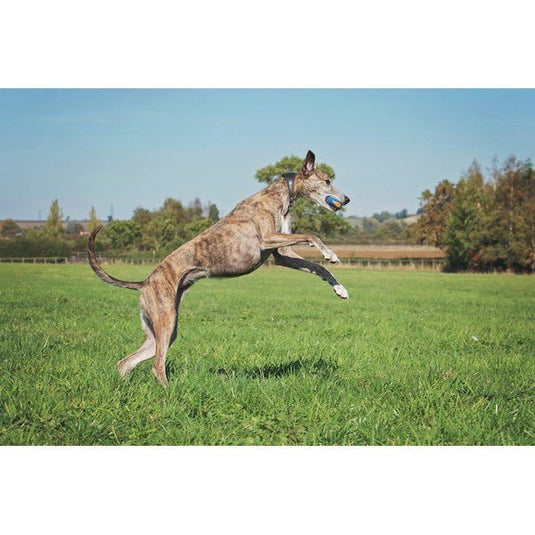 Chuckit! Ultra Squeaker Ball 1 Pack Medium 6.5cm - Ashurst Equestrian & Country
