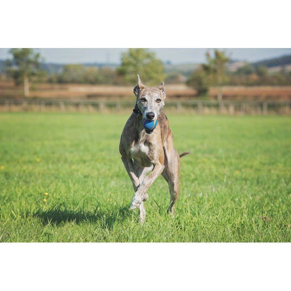 Load image into Gallery viewer, Chuckit! Ultra Squeaker Ball Small 2 Pack - Ashurst Equestrian &amp; Country
