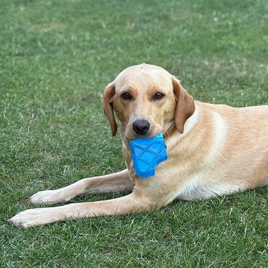 Danish Design Pet Cooling Ice Lolly Toy - Ashurst Equestrian & Country
