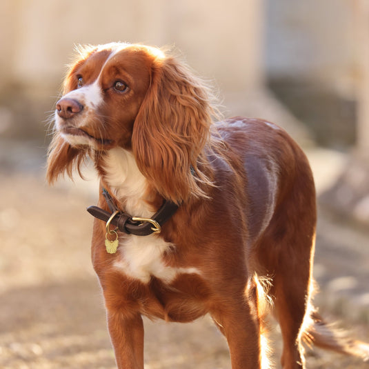 Digby & Fox Fine Rope Collar - Ashurst Equestrian & Country