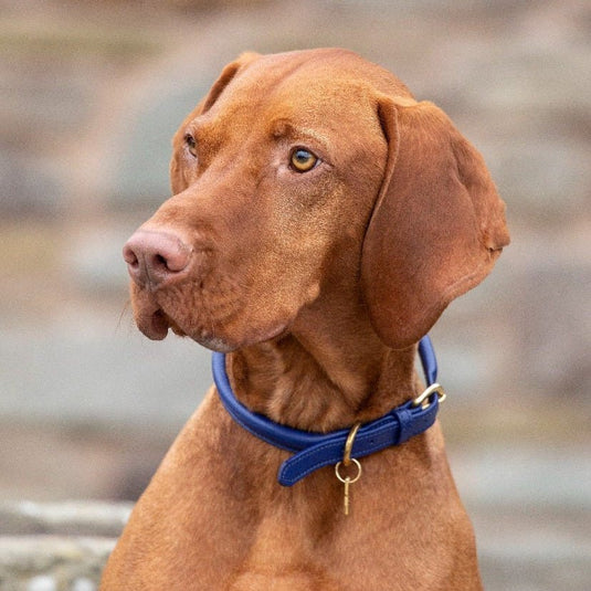 Digby & Fox Rolled Leather Dog Collar - Ashurst Equestrian & Country