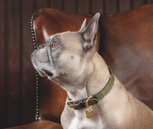 Digby & Fox Tweed Dog Collar - Ashurst Equestrian & Country