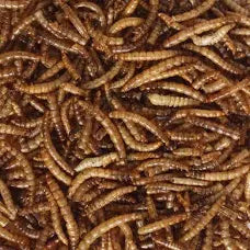 Mealworms (for Chickens or Wild Birds)