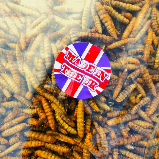 Dried Calciworms - UK grown - better than mealworms - PROTEIN Boost - Ashurst Equestrian & Country