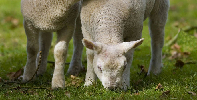 Duffields Lamb Creep Pellets 25kg - Ashurst Equestrian & Country