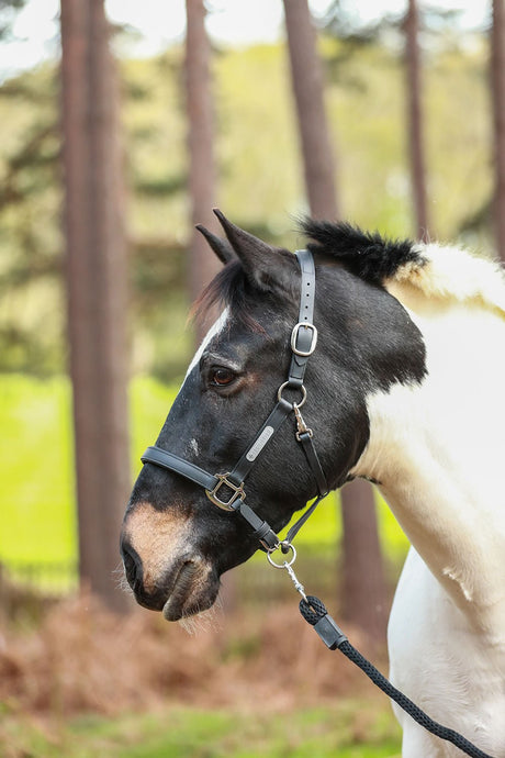 Equilibrium Stellar Headcollar Black - Ashurst Equestrian & Country