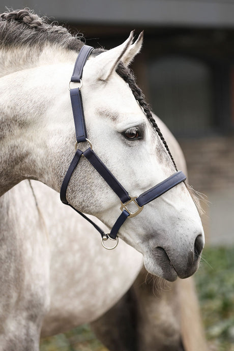 Equilibrium Stellar Headcollar Navy - Ashurst Equestrian & Country