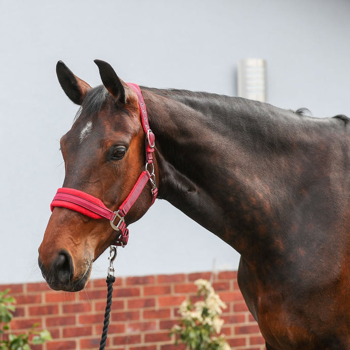 Equilibrium Stellar Style Headcollar Red - Ashurst Equestrian & Country
