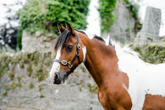Equisential Leather Headcollar BLACK COB - Ashurst Equestrian & Country