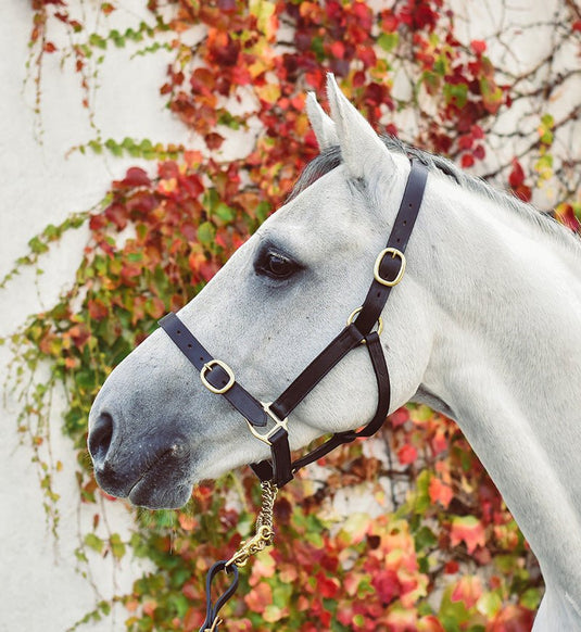 Equisential Leather Headcollar BROWN COB - Ashurst Equestrian & Country