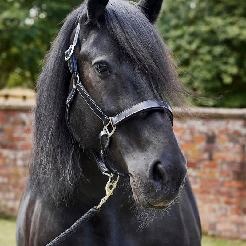 Load image into Gallery viewer, Firefoot Padded Leather Headcollar Black - Ashurst Equestrian &amp; Country

