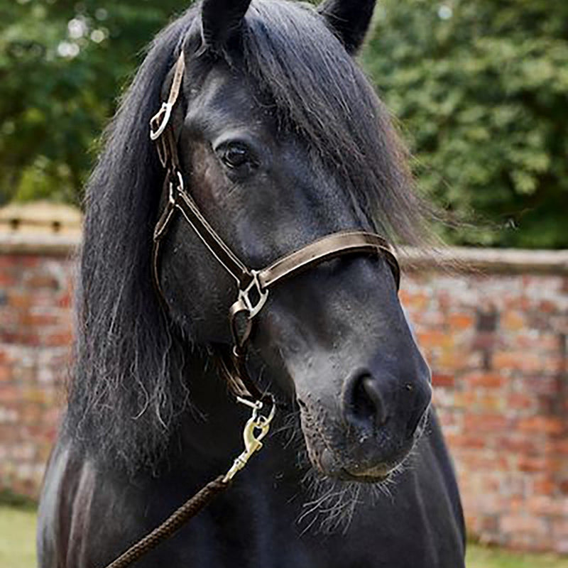 Load image into Gallery viewer, Firefoot Padded Leather Headcollar Brown - Ashurst Equestrian &amp; Country
