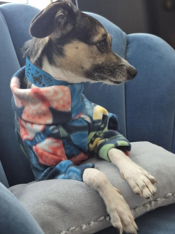 Load image into Gallery viewer, Fleece Jumper - Butterflys - Ashurst Equestrian &amp; Country
