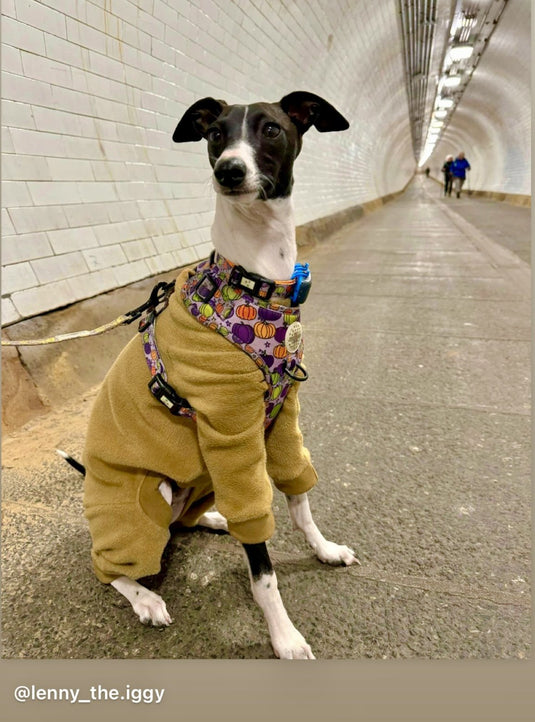 Fleece Lined Sweatshirt - Honey Yellow - Ashurst Equestrian & Country