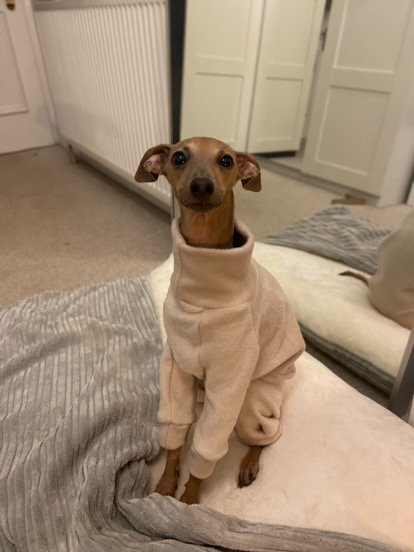 Load image into Gallery viewer, Fleece Lined Sweatshirt Suit - Stone - Ashurst Equestrian &amp; Country
