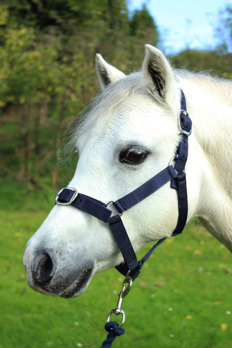 Gallop Headcollar & Lead Rope Set Navy - Ashurst Equestrian & Country
