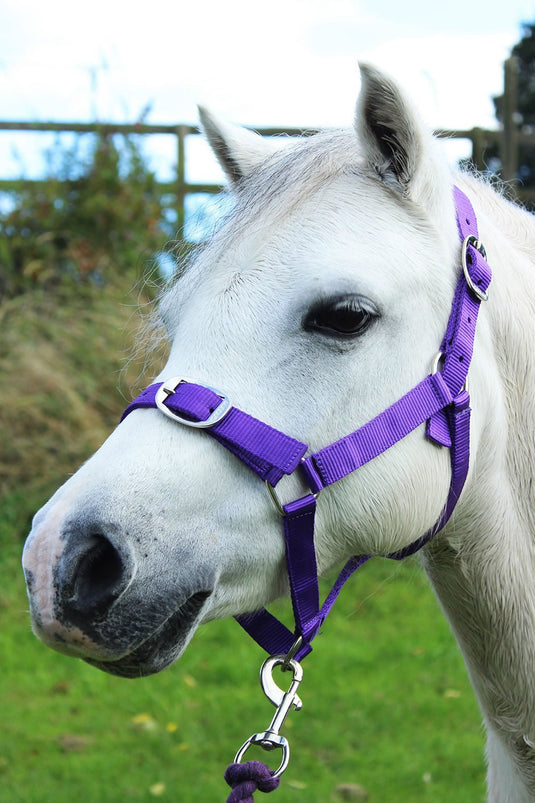 Gallop Headcollar & Lead Rope Set Purple - Ashurst Equestrian & Country