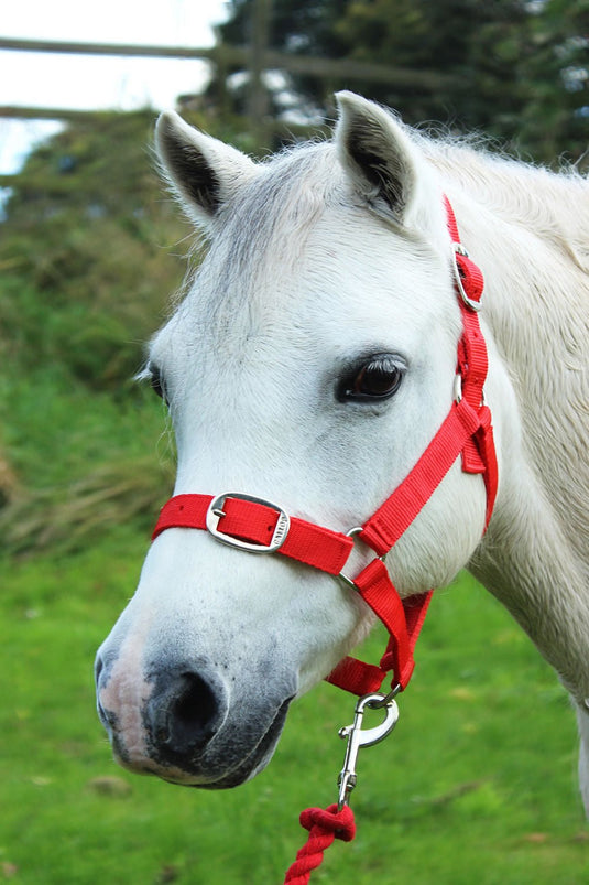 Gallop Headcollar & Lead Rope Set Red - Ashurst Equestrian & Country