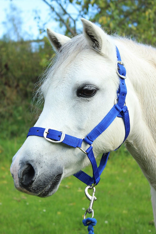 Gallop Headcollar & Lead Rope Set Royal Blue - Ashurst Equestrian & Country