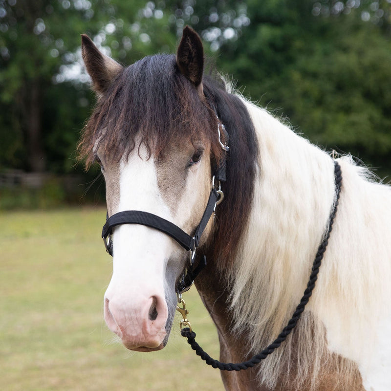 Load image into Gallery viewer, Gallop Premium Padded Headcollar With Lead Rope Black - Ashurst Equestrian &amp; Country
