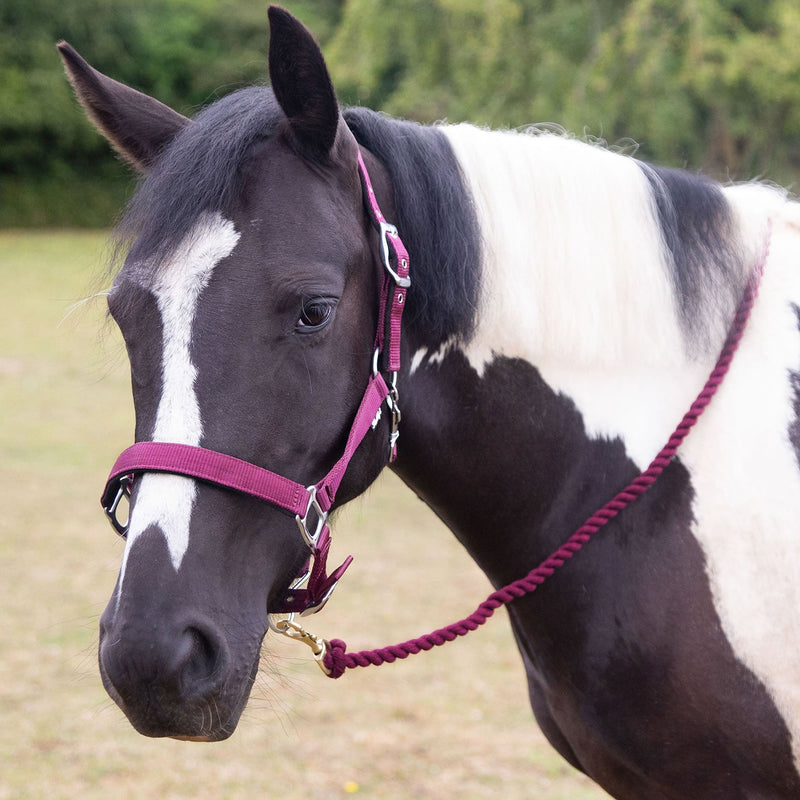 Load image into Gallery viewer, Gallop Premium Padded Headcollar With Lead Rope Burgundy - Ashurst Equestrian &amp; Country
