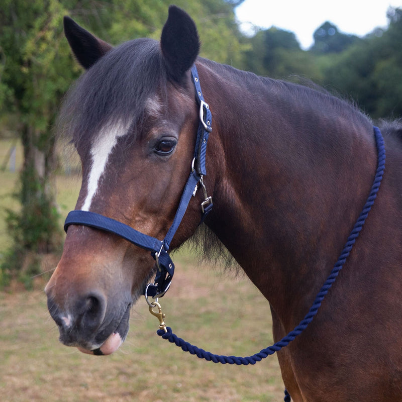 Load image into Gallery viewer, Gallop Premium Padded Headcollar With Lead Rope Navy - Ashurst Equestrian &amp; Country
