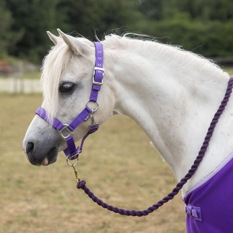 Load image into Gallery viewer, Gallop Premium Padded Headcollar With Lead Rope Purple - Ashurst Equestrian &amp; Country
