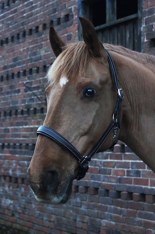 Gallop Premium Padded Leather Headcollar Brown - Ashurst Equestrian & Country