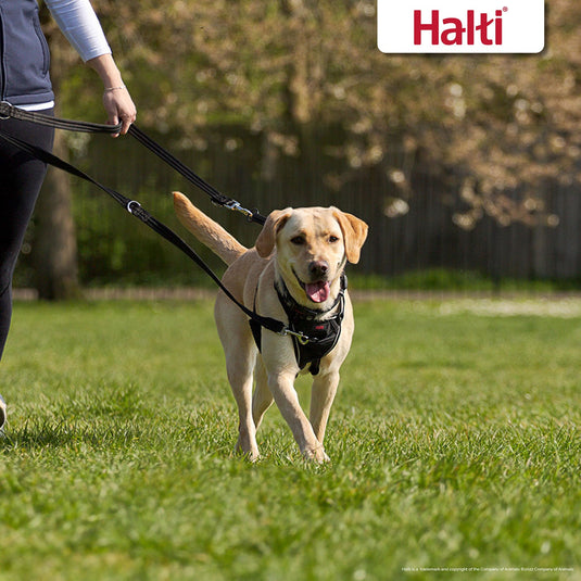 Halti Training Lead Black - Ashurst Equestrian & Country