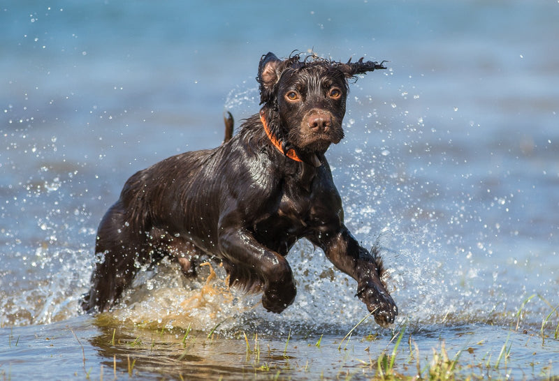 Load image into Gallery viewer, Hip and Joint Dog - Ashurst Equestrian &amp; Country
