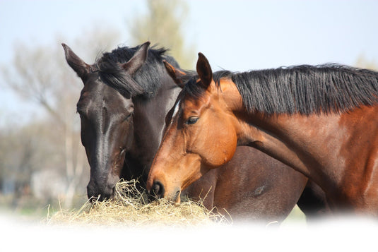 Hip and Joint Horse GLUCOSE FREE Premium Joint Supplement - Ashurst Equestrian & Country