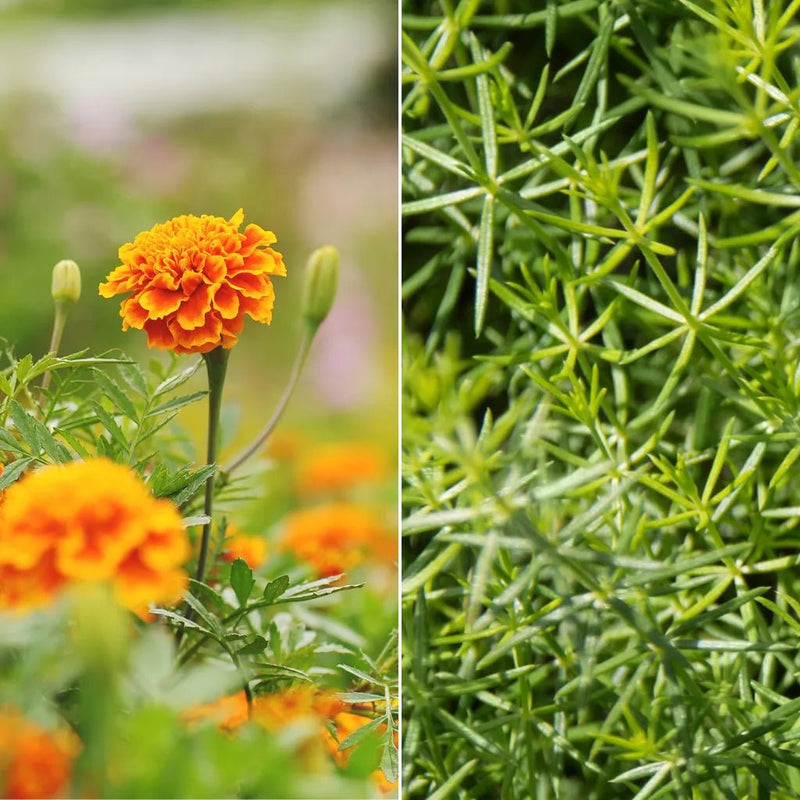 Load image into Gallery viewer, Horse Straights Direct Marigold &amp; Cleavers Mix - 1kg Pouch - Ashurst Equestrian &amp; Country
